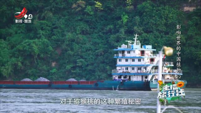 主播旅行社20250216 影响世界的中国植物22