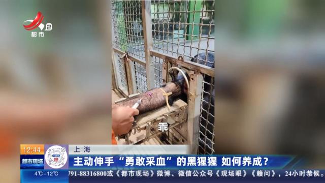 上海：主动伸手“勇敢采血”的黑猩猩 如何养成？