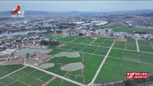 三农头条20250213