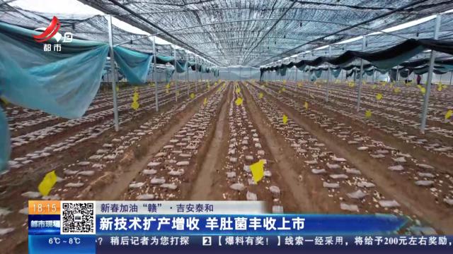 【新春加油“赣”】吉安泰和：新技术扩产增收 羊肚菌丰收上市
