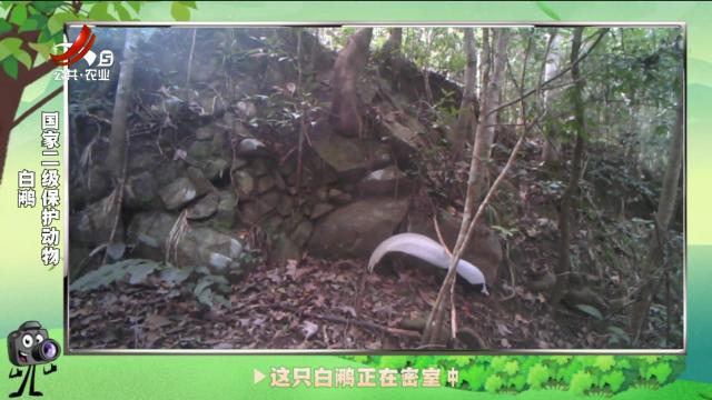 绿野秘踪20250215