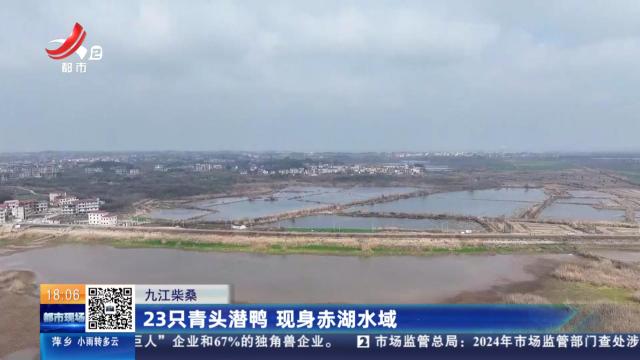 九江柴桑：23只青头潜鸭 现身赤湖水域