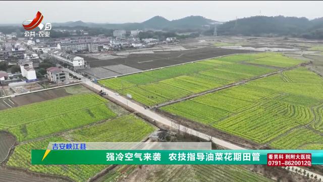 三农头条20250207