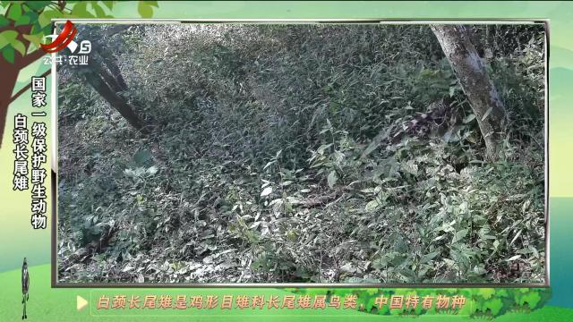 绿野秘踪20250224