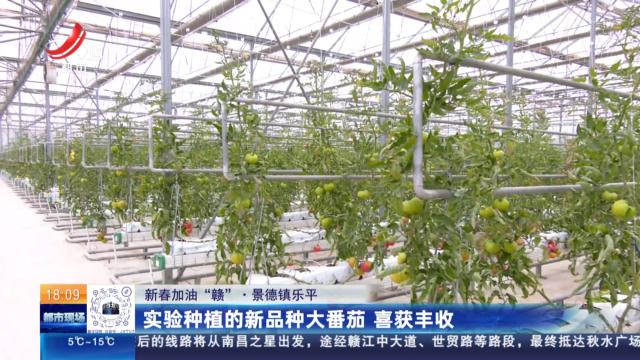 【新春加油“赣”】景德镇乐平：实验种植的新品种大番茄 喜获丰收