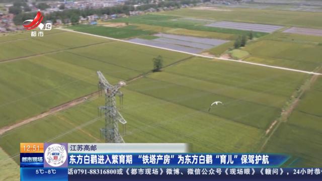 江苏高邮：东方白鹳进入繁育期 “铁塔产房”为东方白鹳“育儿”保驾护航
