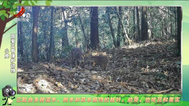 绿野秘踪20250206