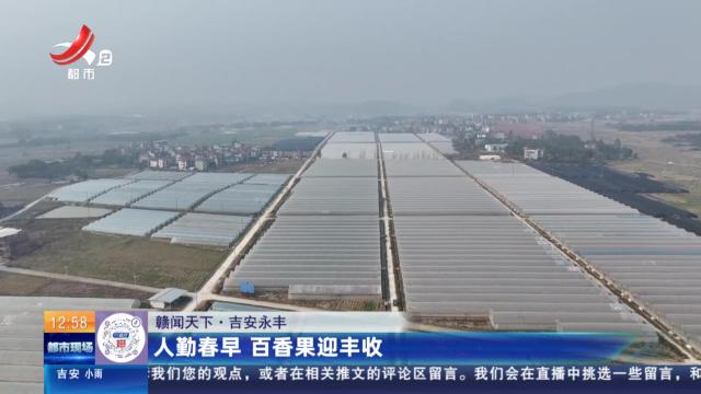 【赣闻天下】吉安永丰：人勤春早 百香果迎丰收