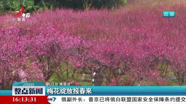 梅花绽放报春来