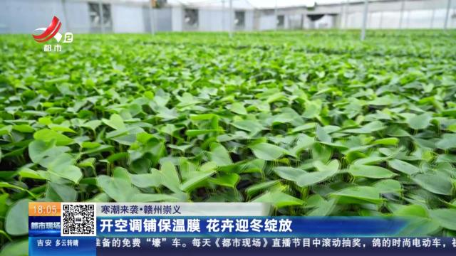 【寒潮来袭】赣州崇义：开空调铺保温膜 花卉迎冬绽放