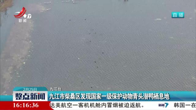 九江柴桑区发现国家一级保护动物青头潜鸭栖息地