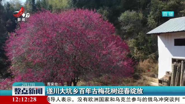 遂川大坑乡百年古梅花树迎春绽放