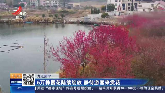 九江武宁：6万株樱花陆续绽放 静待游客来赏花