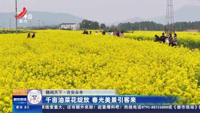 【赣闻天下】吉安永丰：千亩油菜花绽放 春光美景引客来