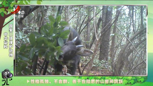 绿野秘踪20250213