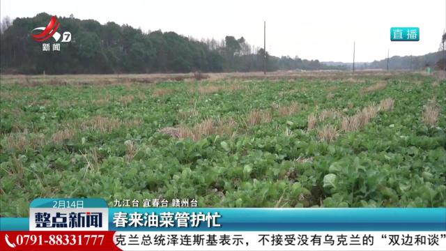 春来油菜管护忙