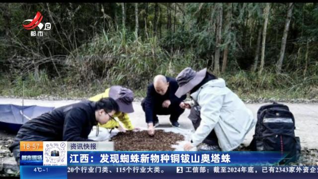 江西：发现蜘蛛新物种铜钹山奥塔蛛