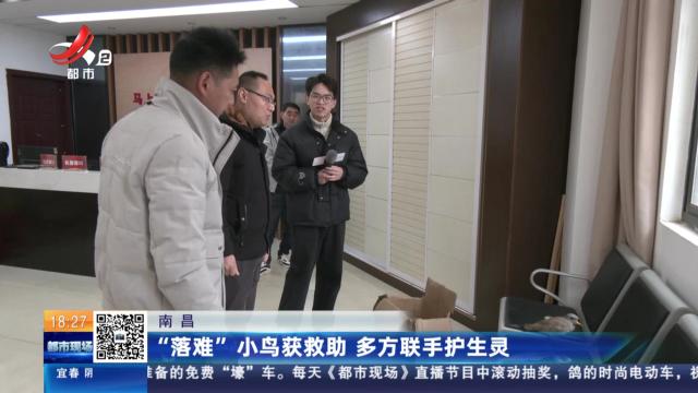 南昌：“落难”小鸟获救助 多方联手护生灵