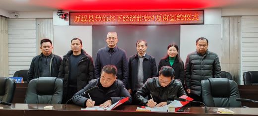 万载签订4万亩林下栽种项目