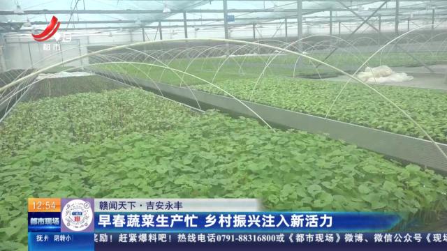 【赣闻天下】吉安永丰：早春蔬菜生产忙 乡村振兴注入新活力