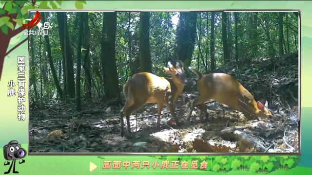 绿野秘踪20250204