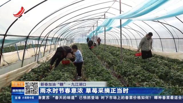 【新春加油“赣”】九江湖口：雨水时节春意浓 草莓采摘正当时