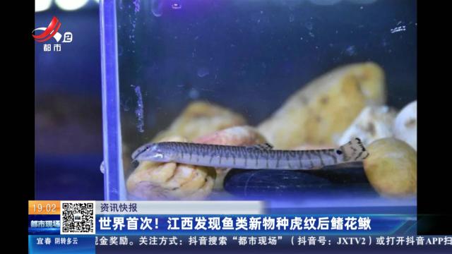 世界首次！ 江西发现鱼类新物种虎纹后鳍花鳅