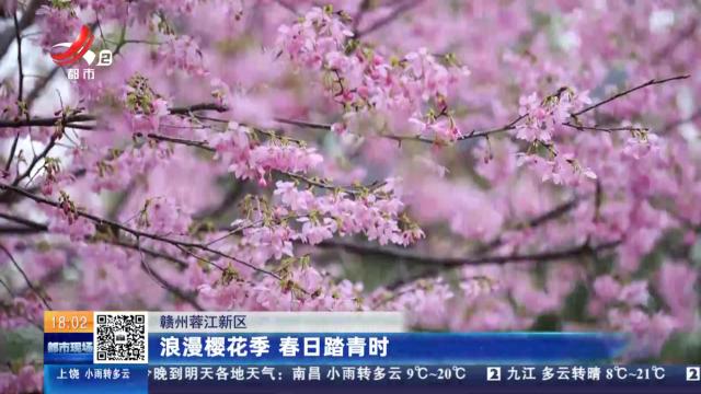 赣州蓉江新区：浪漫樱花季 春日踏青时