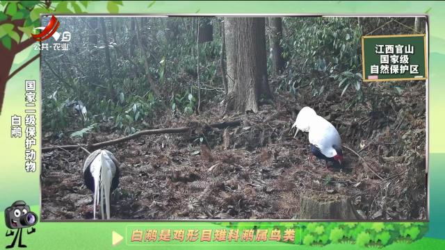 绿野秘踪20250203