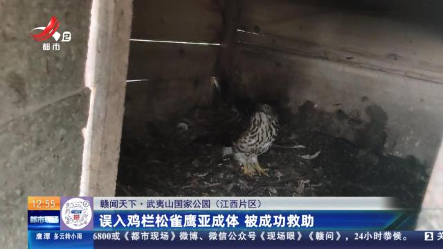 【赣闻天下】武夷山国家公园（江西片区）：误入鸡栏松雀鹰亚成体 被成功救助