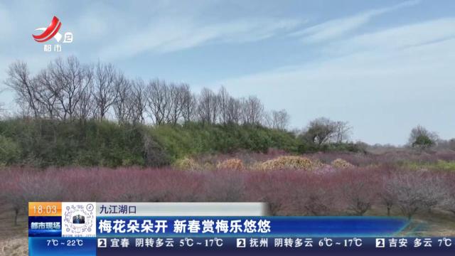 九江湖口：梅花朵朵开 新春赏梅乐悠悠