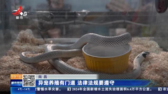 南昌：异宠养殖有门道 法律法规要遵守