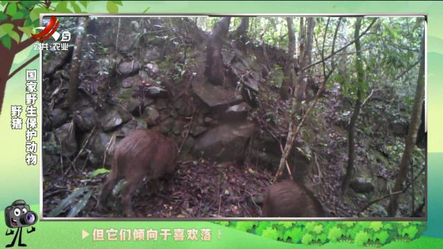 绿野秘踪20250214