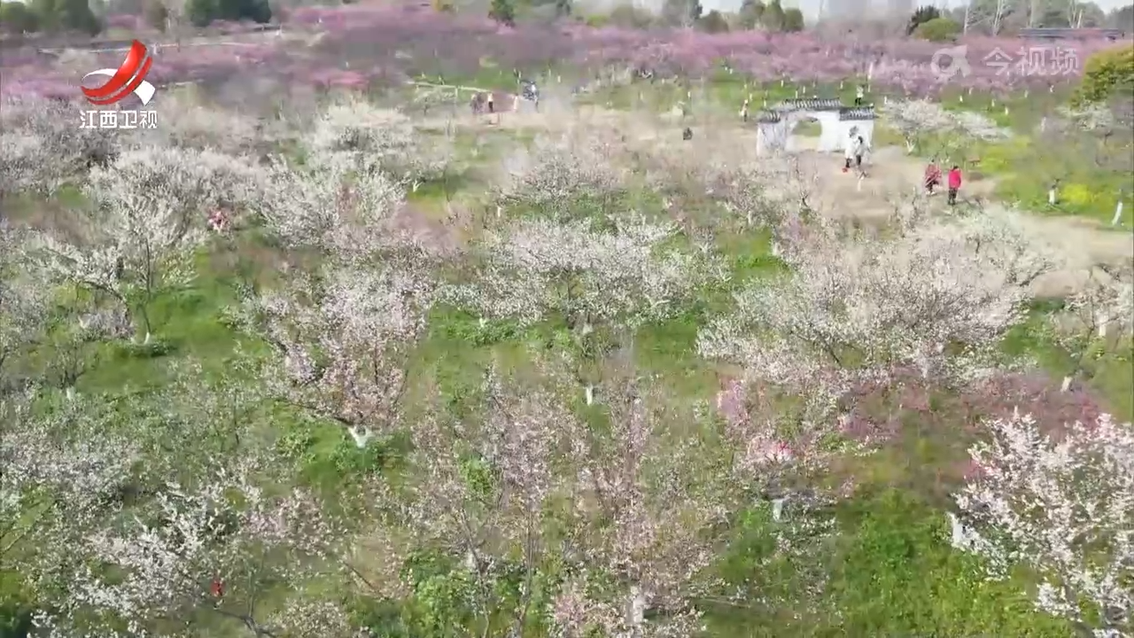 赣鄱春醒花为信  踏青寻芳正当时
