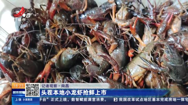 【记者观察】南昌：头茬本地小龙虾抢鲜上市