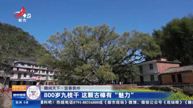【赣闻天下】宜春袁州：800岁九枝干 这颗古樟有“魅力”
