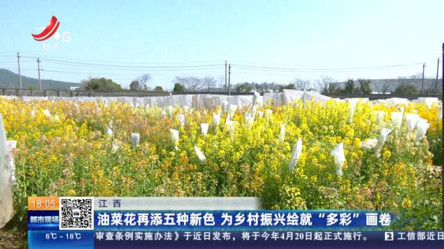 江西：油菜花再添五种新色 为乡村振兴绘就“多彩”画卷