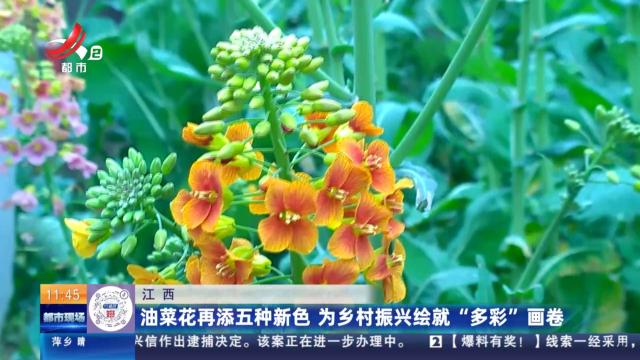 江西：油菜花再添五种新色 为乡村振兴绘就“多彩”画卷