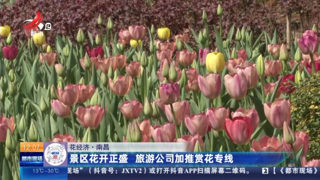 【花经济】南昌：景区花开正盛 旅游公司加推赏花专线