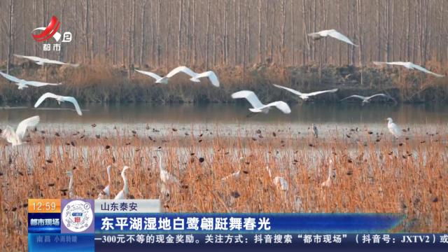 山东泰安：东平湖湿地白鹭翩跹舞春光