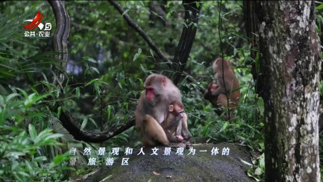 绿野秘踪20250312