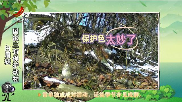 绿野秘踪20250315