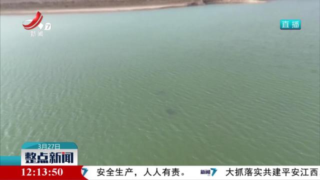 江豚湾上演“春季恋歌”