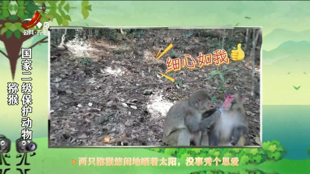 绿野秘踪20250327