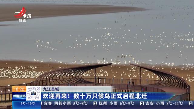 九江吴城：欢迎再来！数十万只候鸟正式启程北迁
