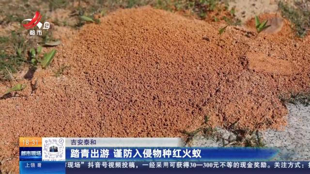 吉安泰和：踏青出游 谨防入侵物种红火蚁