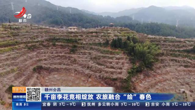 赣州会昌：千亩李花竞相绽放 农旅融合“绘”春色