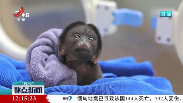 极危物种黑丛尾猴宝宝成功实现人工育幼