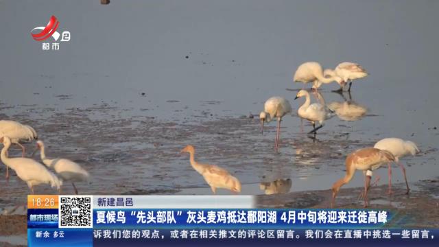 新建昌邑：夏候鸟“先头部队”灰头麦鸡抵达鄱阳湖 4月中旬将迎来迁徙高峰