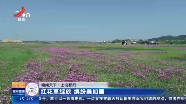 【赣闻天下】上饶鄱阳：红花草绽放 缤纷美如画